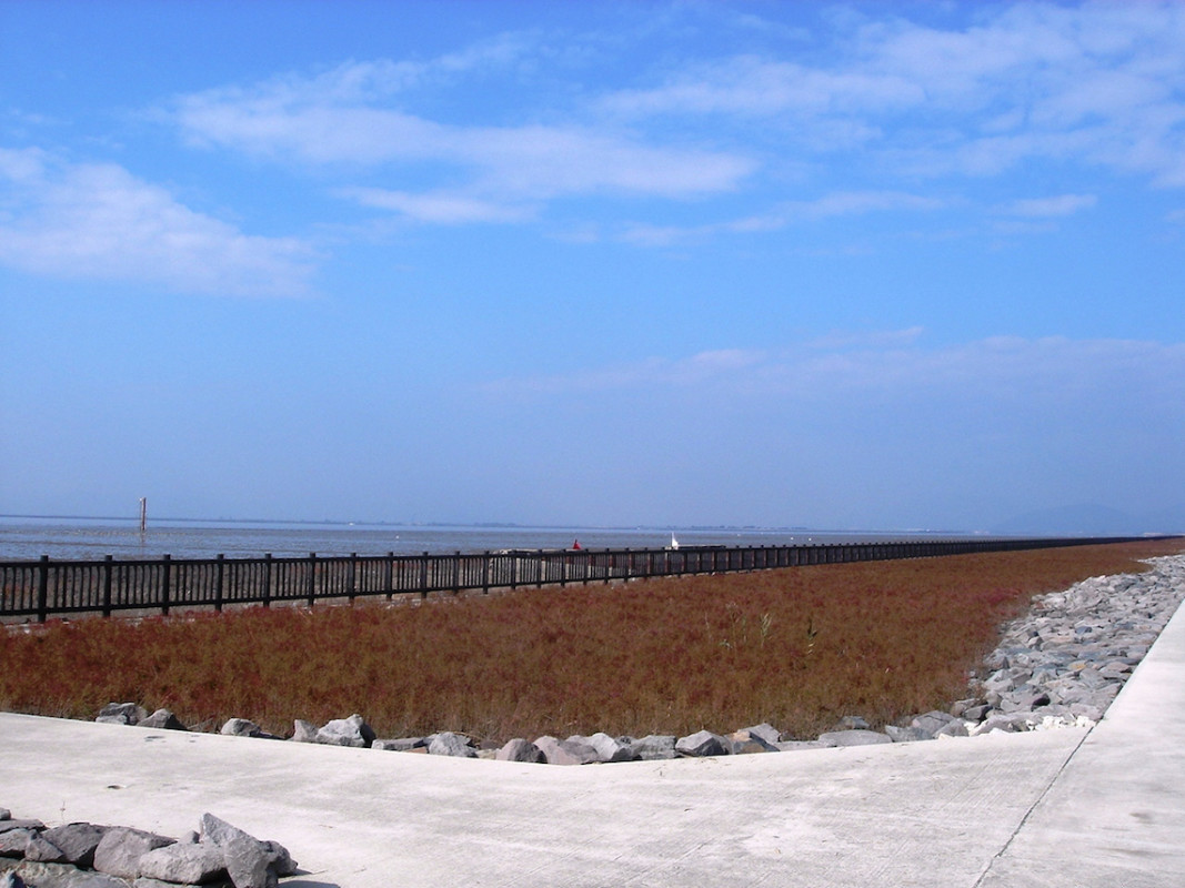 シチメンソウ自生地
