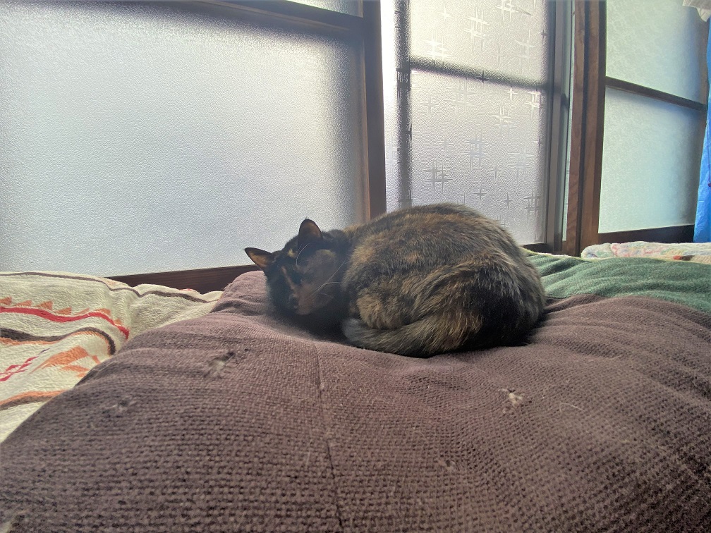 看板娘(猫)さん