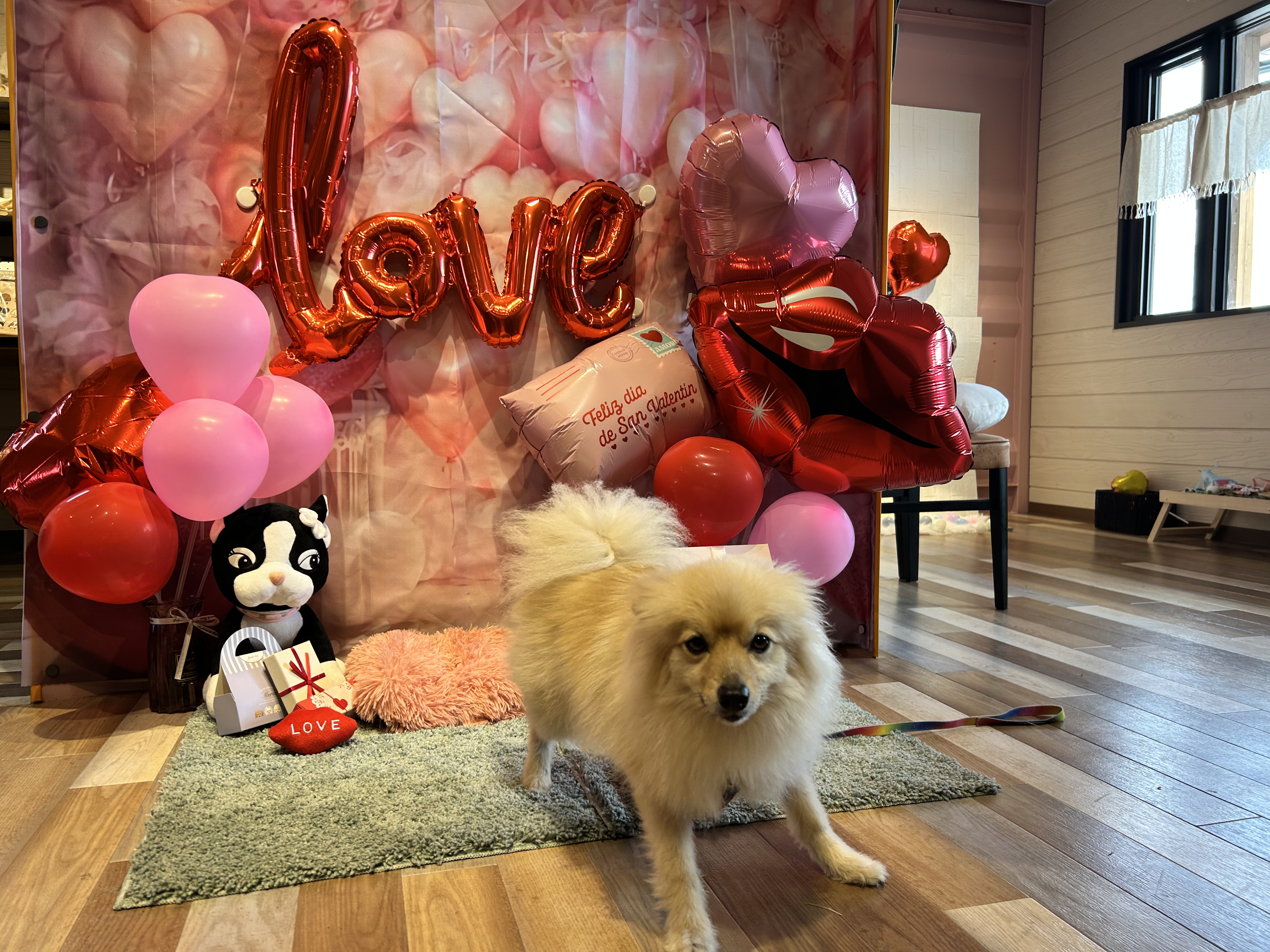 ワンちゃんフォトスポット