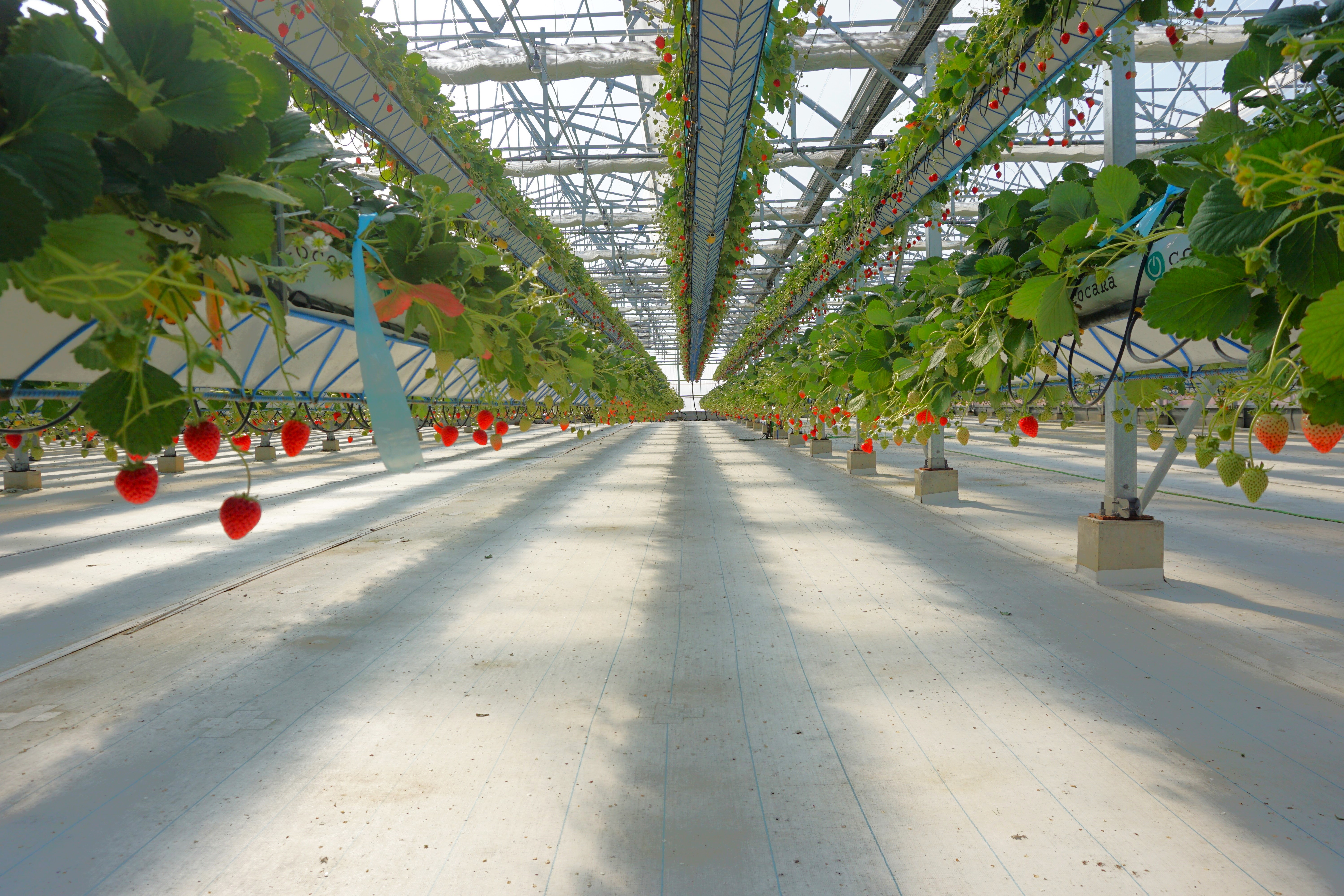 農園内はフラットです