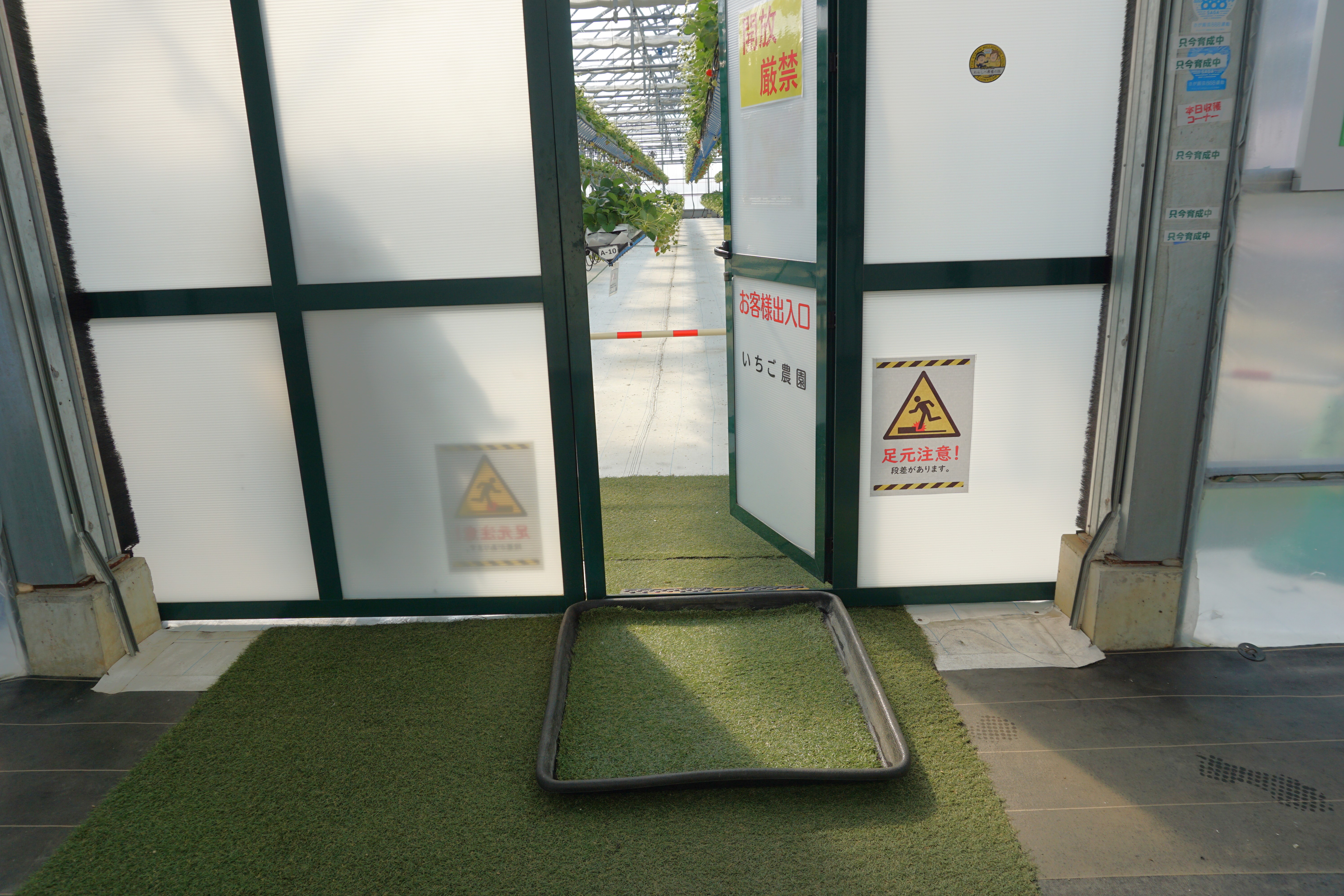 いちご狩り入口前に靴の消毒マットがあります