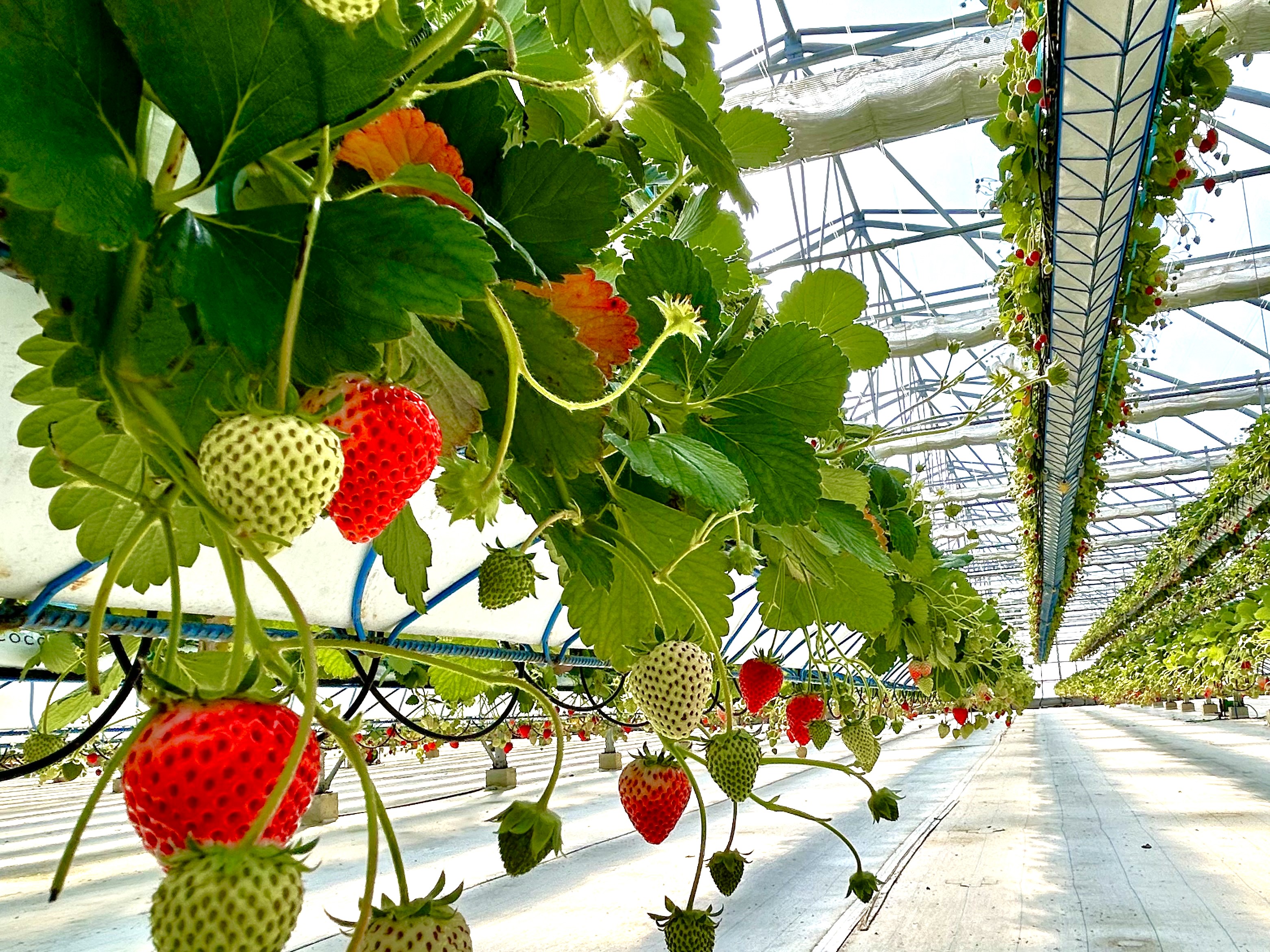 いちご狩りは12月から5月まで