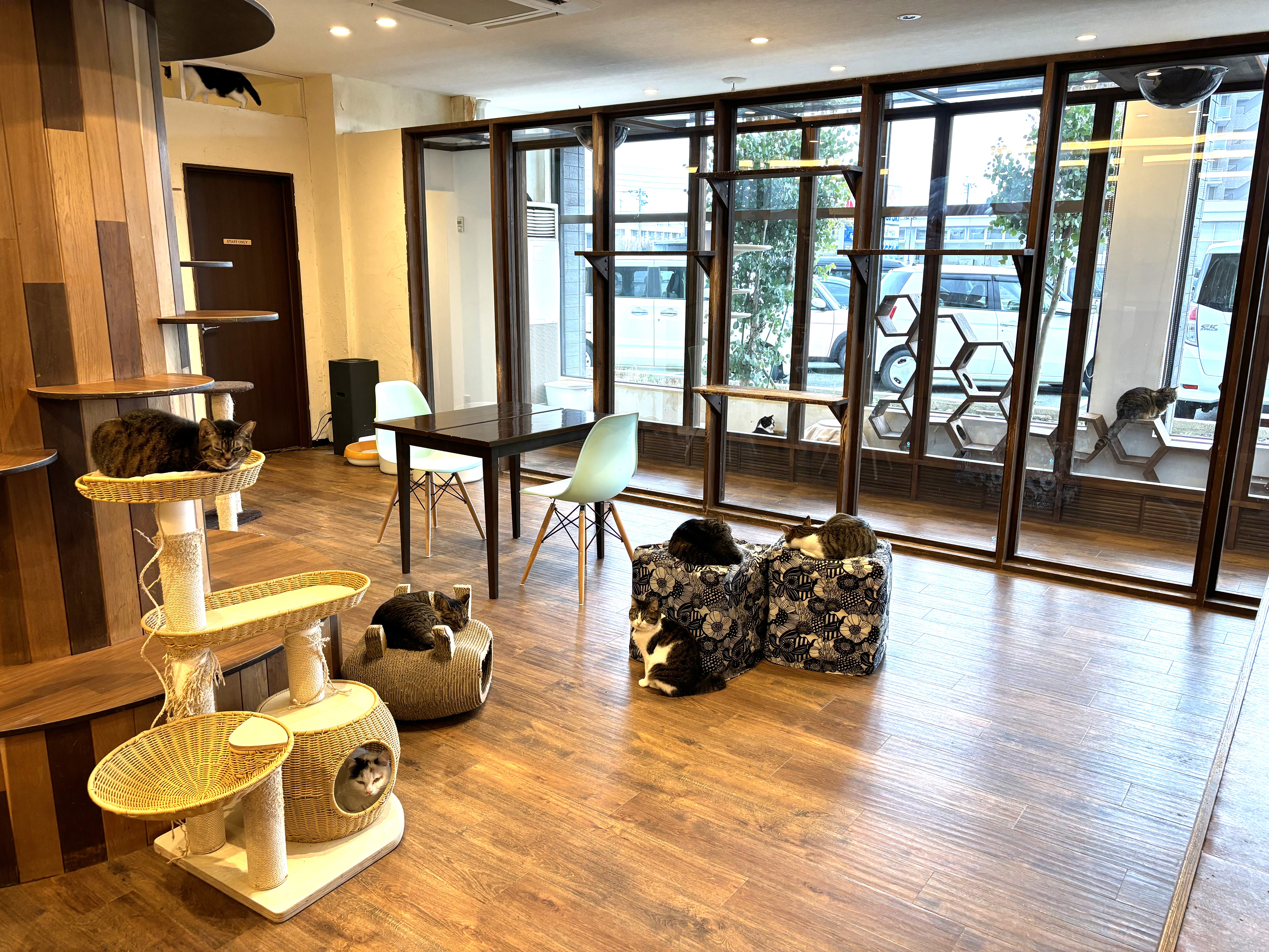 猫ちゃんスペース内