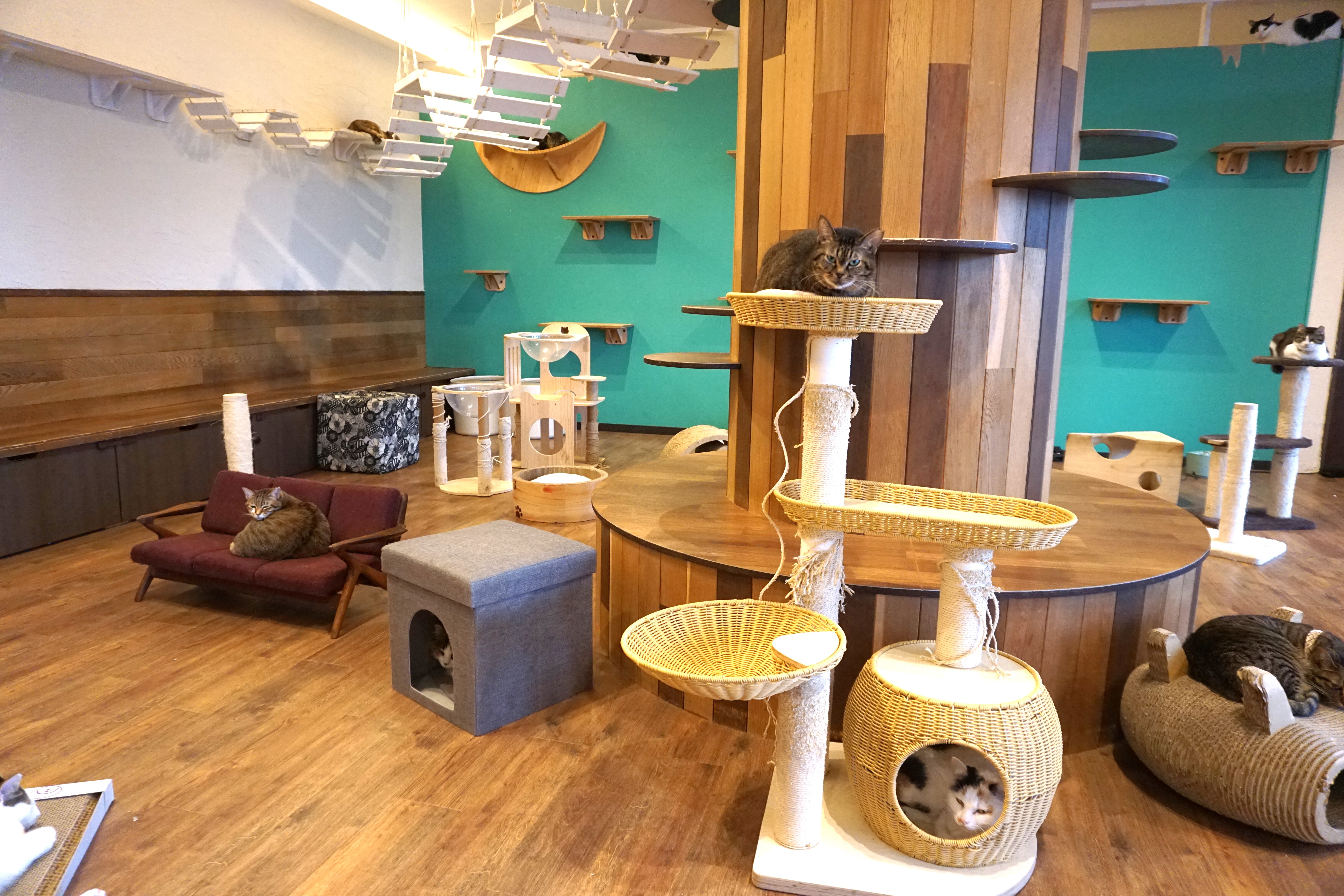 猫ちゃんスペース内