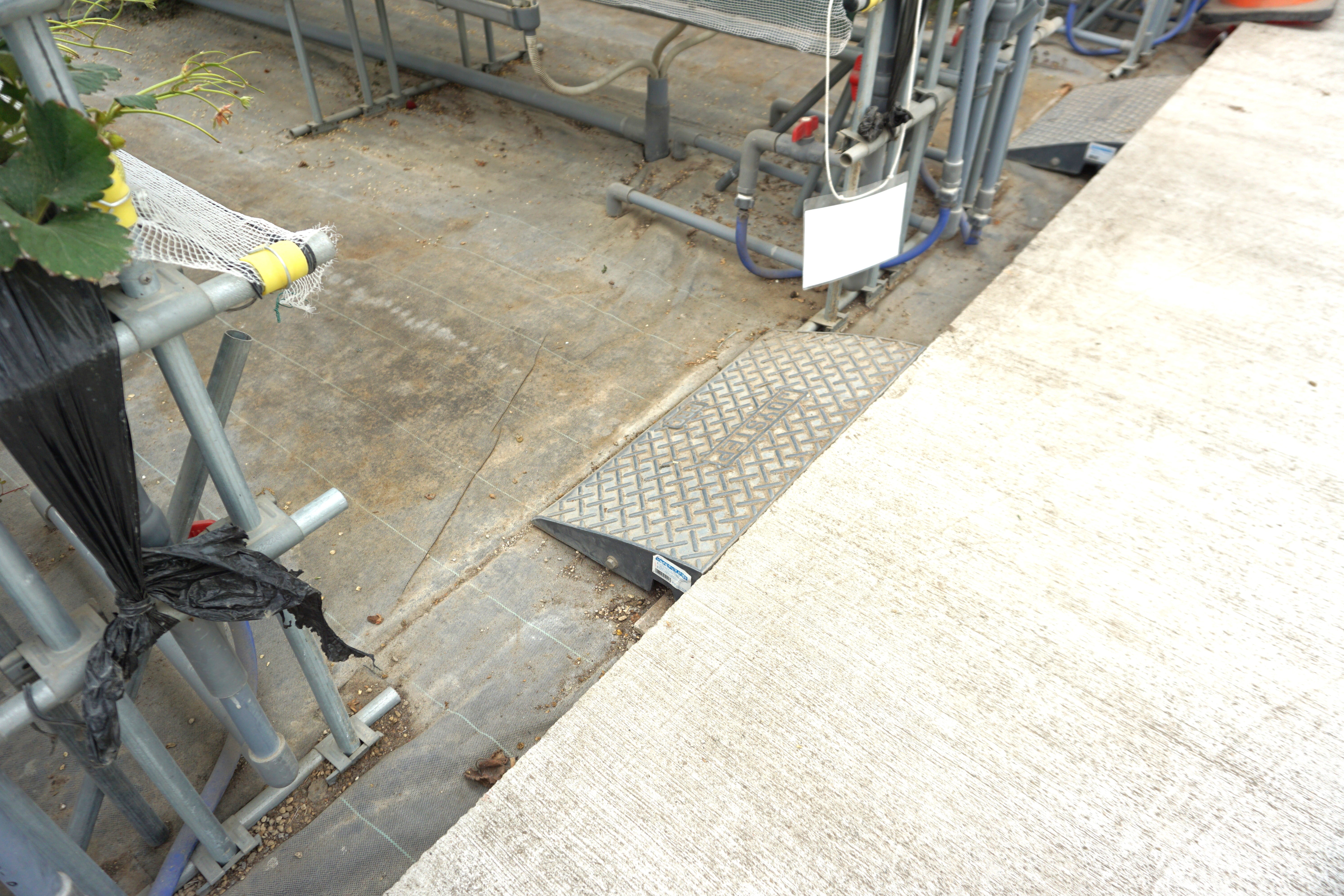 段差なく、いちご狩りを楽しめます