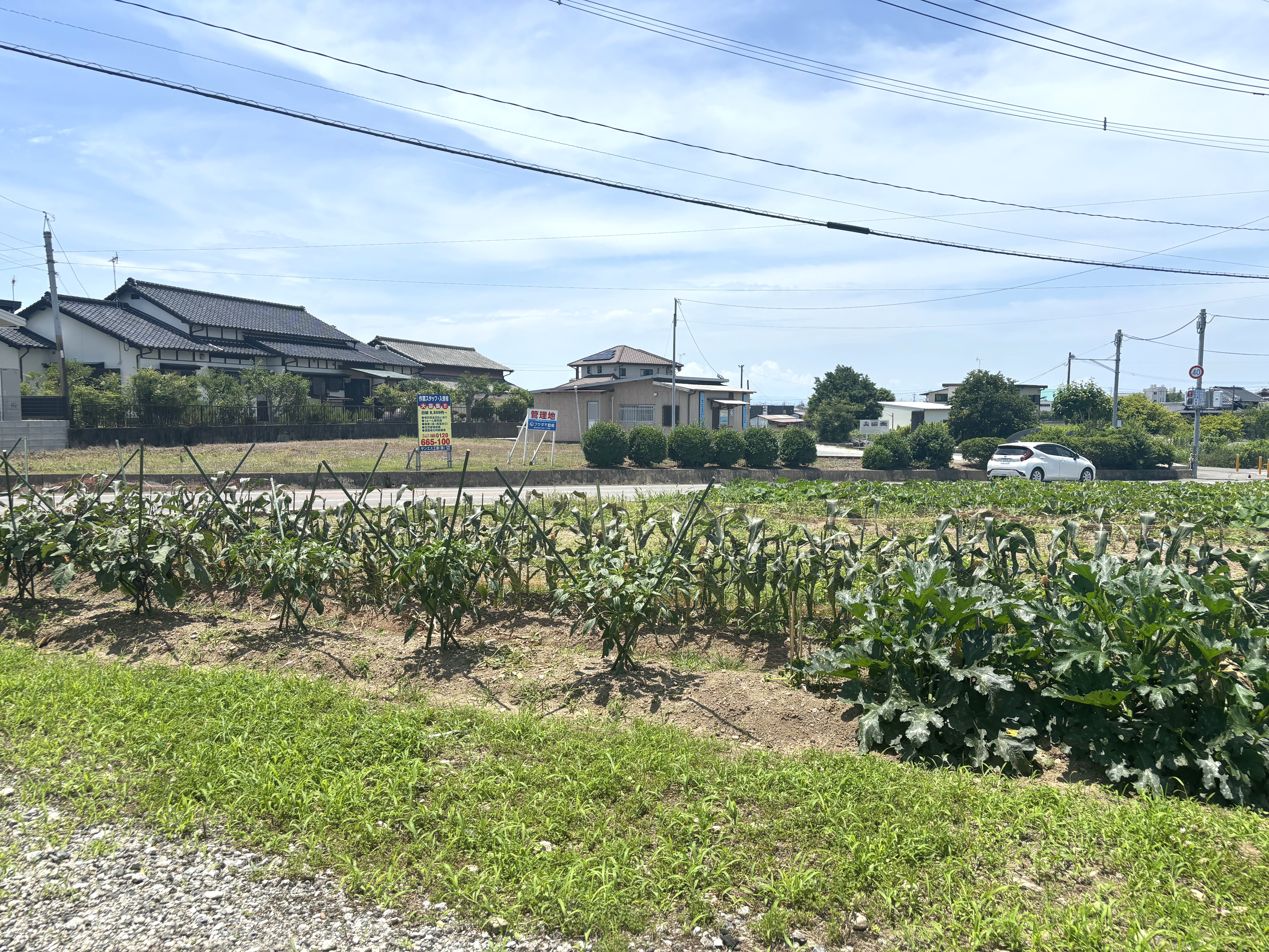 自家菜園のお野菜